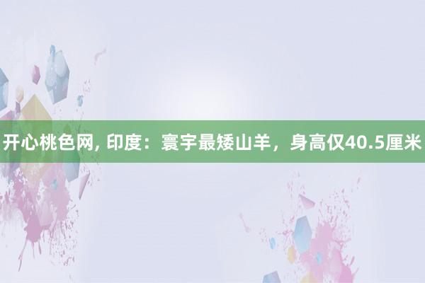 开心桃色网， 印度：寰宇最矮山羊，身高仅40.5厘米